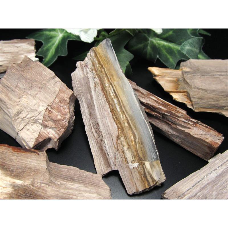 リアル木の化石！ 珪化木 原石 重さ20g-30g シリカ化した木の