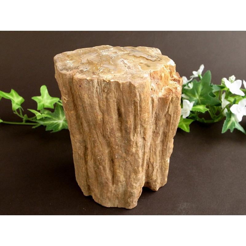 一面磨き 珪化木 ペトリファイドウッド 原石 最大幅 114mm 重さ 1114g