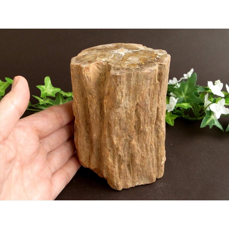 一面磨き 珪化木 ペトリファイドウッド 原石 最大幅 114mm 重さ 1114g