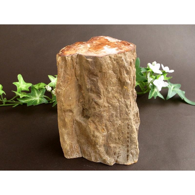 一面磨き 珪化木 ペトリファイドウッド 原石 最大幅 122mm 重さ 1167g 神秘なる大自然の力 ウッドストーン 博愛・真心・希望 木の化石 マダガスカル産の画像