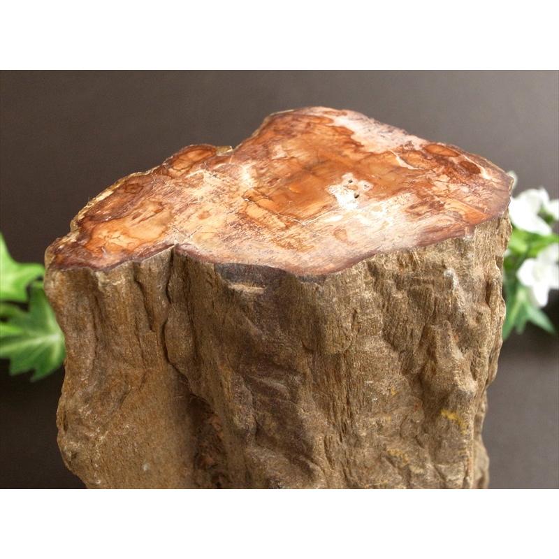 一面磨き 珪化木 ペトリファイドウッド 原石 最大幅 122mm 重さ 1167g 神秘なる大自然の力 ウッドストーン 博愛・真心・希望 木の化石 マダガスカル産の画像