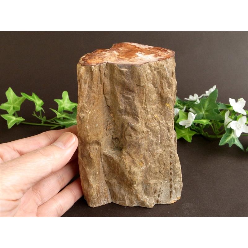 一面磨き 珪化木 ペトリファイドウッド 原石 最大幅 122mm 重さ 1167g 神秘なる大自然の力 ウッドストーン 博愛・真心・希望 木の化石 マダガスカル産の画像