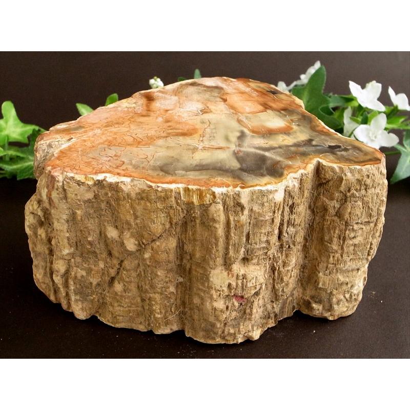 一面磨き 珪化木 ペトリファイドウッド 原石 最大幅 130mm 重さ 1503g