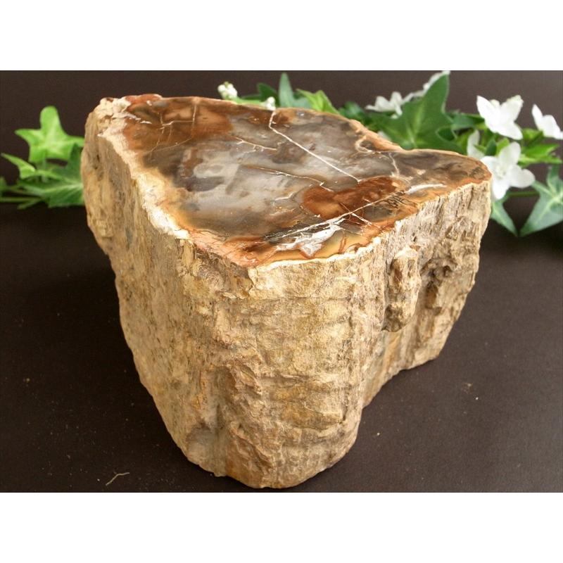一面磨き 珪化木 ペトリファイドウッド 原石 最大幅 130mm 重さ 1503g
