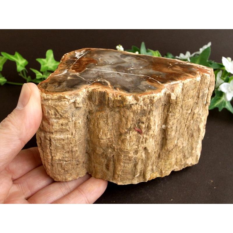 一面磨き 珪化木 ペトリファイドウッド 原石 最大幅 130mm 重さ 1503g
