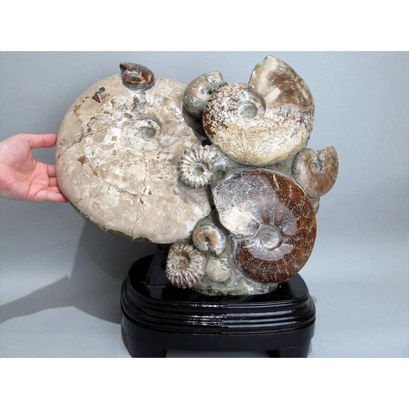 縫合線くっきり 特大サイズ アンモナイト(クレオニセラス)化石 置物