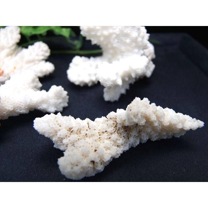 美しい海の宝石 ホワイト コーラル 原木 重さ約30g-60g 1個売り 白