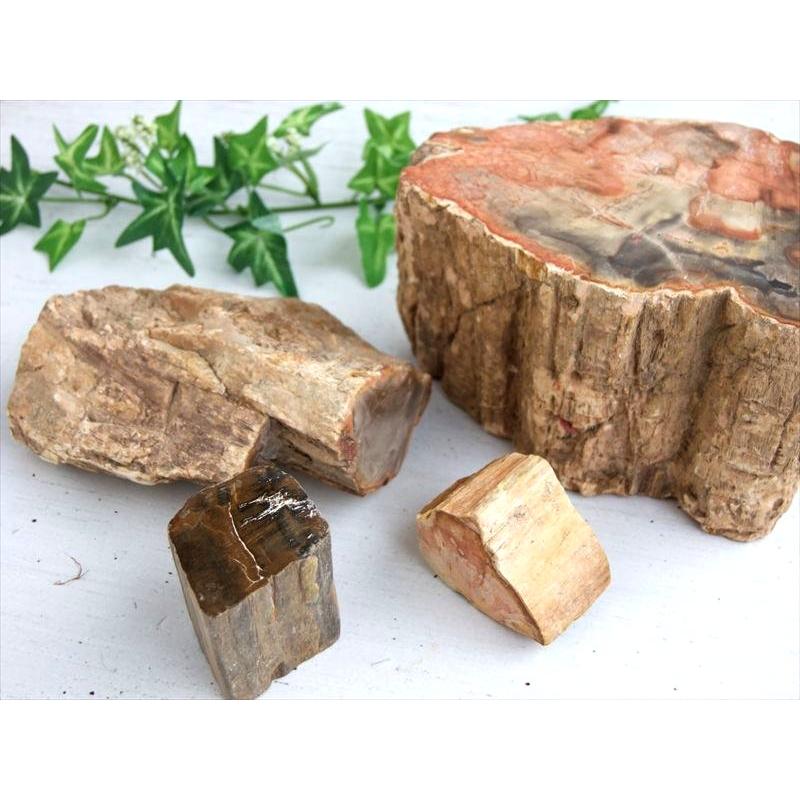 一面磨き 珪化木 ペトリファイドウッド 原石 重さ300g-400g 1個売り
