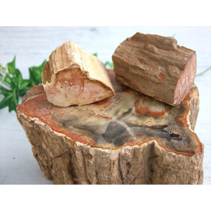 一面磨き 珪化木 ペトリファイドウッド 原石 重さ300g-400g 1個売り