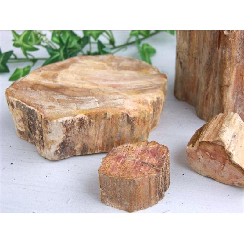 一面磨き 珪化木 ペトリファイドウッド 原石 重さ300g-400g 1個売り