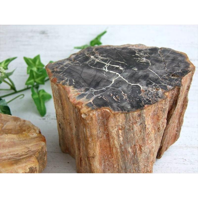 一面磨き 珪化木 ペトリファイドウッド 原石 重さ300g-400g 1個売り
