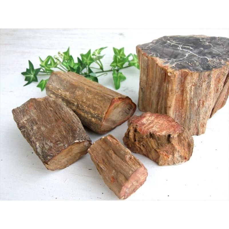 一面磨き 珪化木 ペトリファイドウッド 原石 重さ300g-400g 1個売り