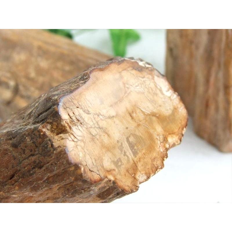 一面磨き 珪化木 ペトリファイドウッド 原石 重さ300g-400g 1個売り