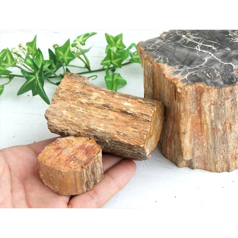 一面磨き 珪化木 ペトリファイドウッド 原石 重さ300g-400g 1個売り