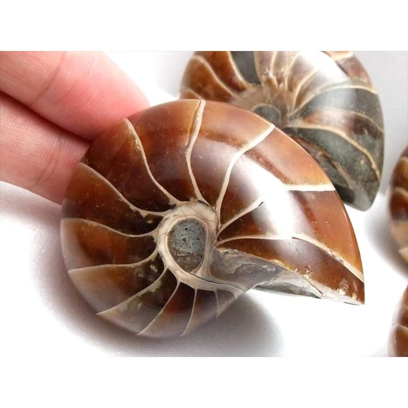 生きた化石、オウムガイ オウムガイ - Wikipedia