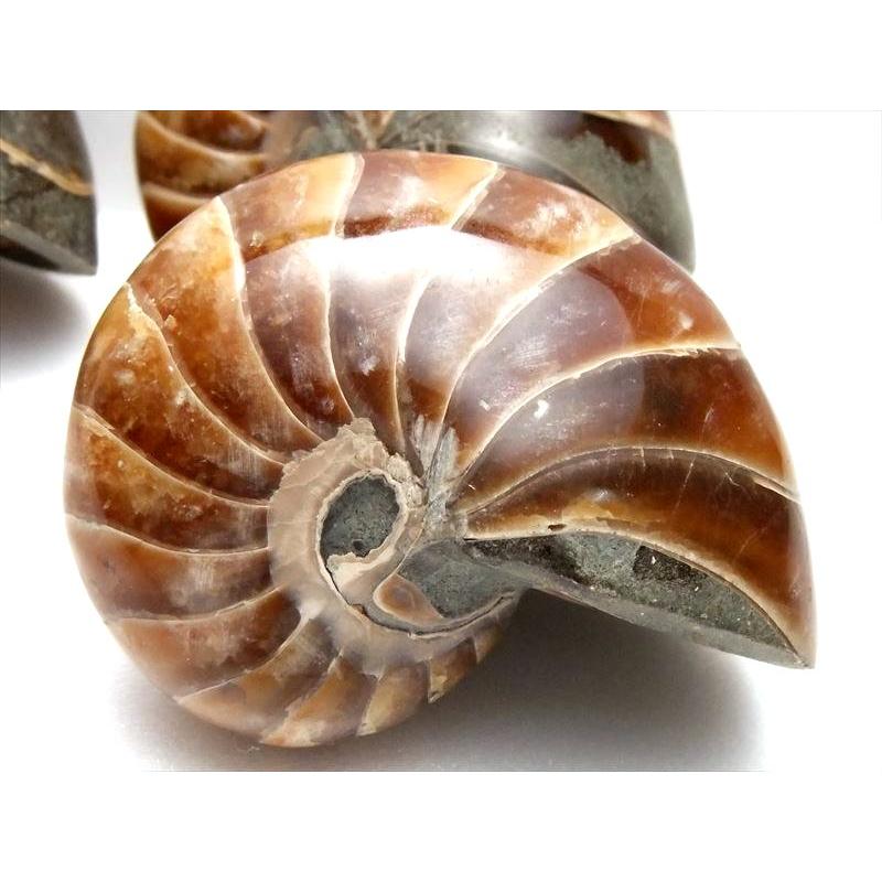 生きた化石 オウムガイ 化石 重さ 約25g-45g アンモナイト化石 オウム