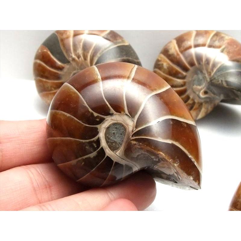 生きた化石　オウムガイ　アンモナイトの仲間 楽天市場】オウムガイ 化石 オウムガイ オウム貝 アンモナイト