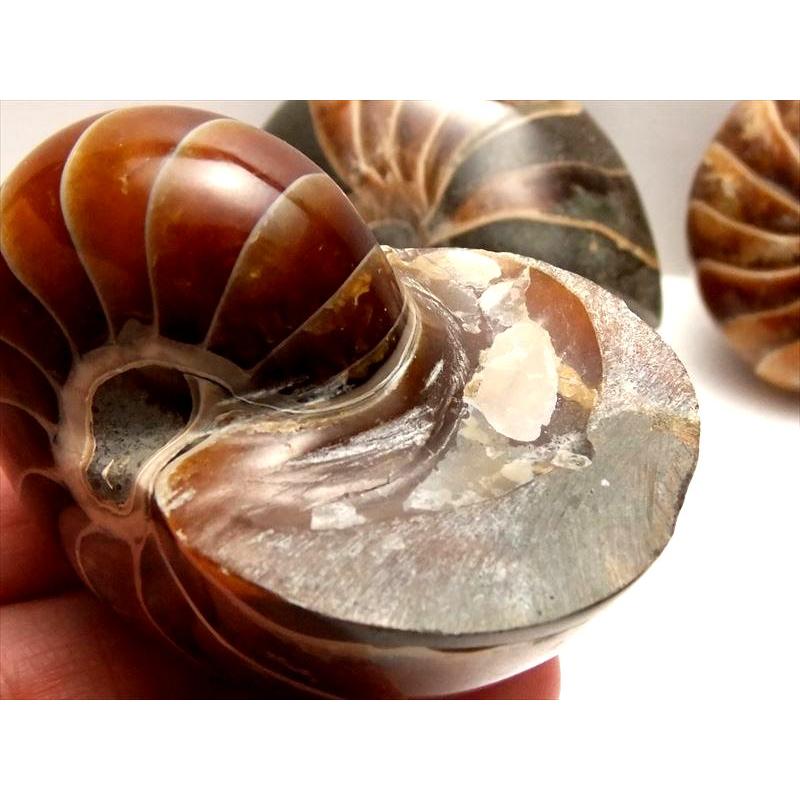 お値下げしました❤️購入前にコメント必須。デカイ！！アンモナイトの化石  1対 なんと1kg超えのスーパーサイズ！かつ非の打ち所がない美品