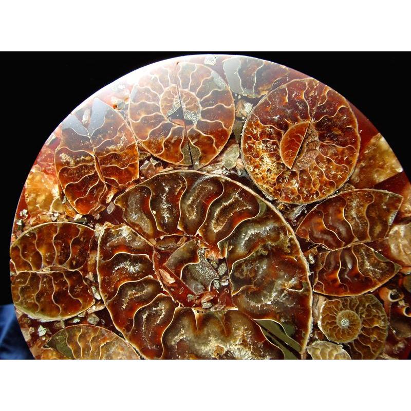 アンモナイト化石 円形スライス 直径約110mm前後 幸運を呼び込む石 1つ