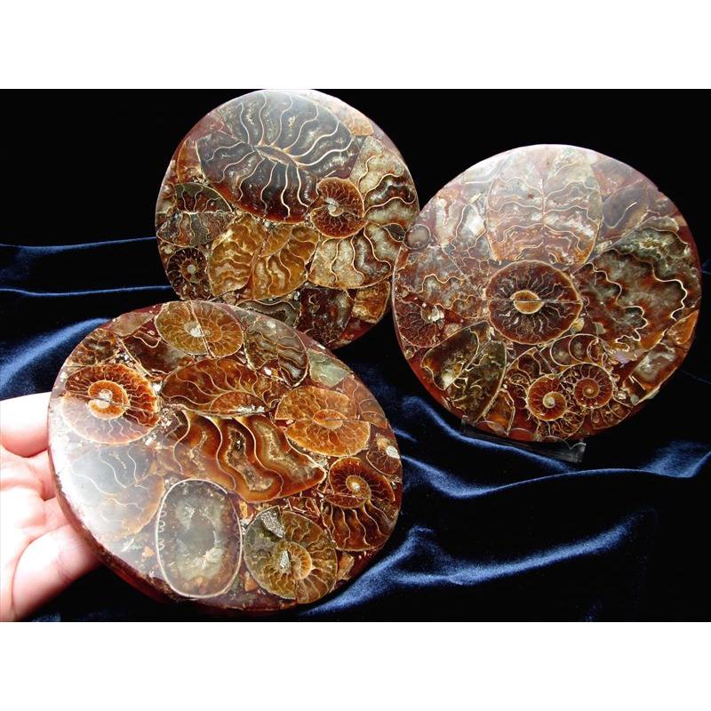 アンモナイト化石 円形スライス 直径約110mm前後 幸運を呼び込む石 1つ