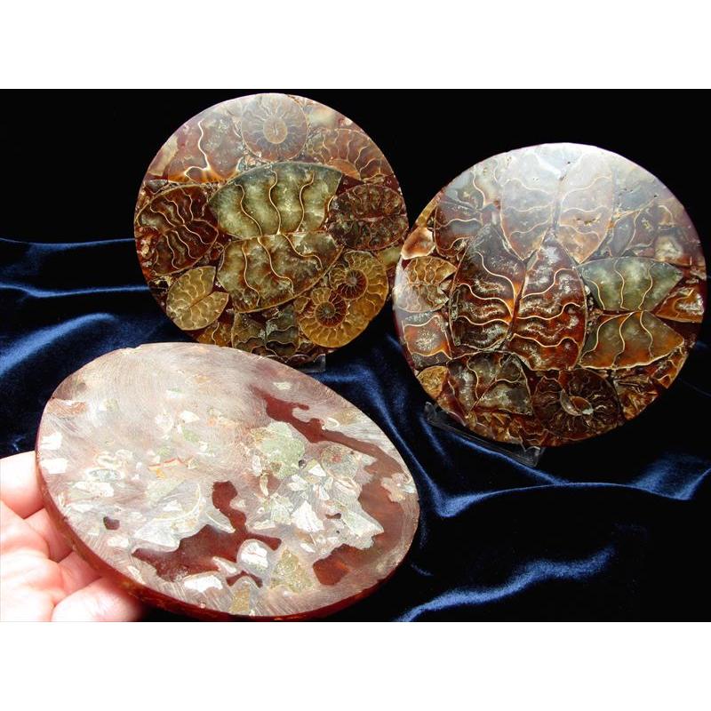 【訳あり割引】本物アンモナイト化石スライス 円形テーブル 訳あり割引】本物アンモナイト化石スライス 円形テーブル - メルカリ