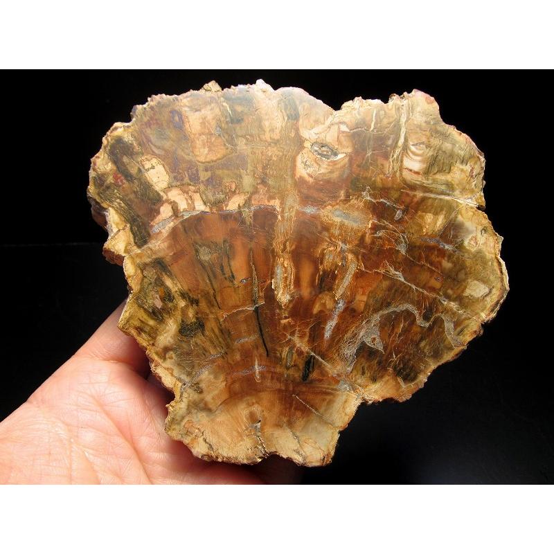 珪化木 ペトリファイドウッド プレート 置物 重さ500g-600g 神秘なる大
