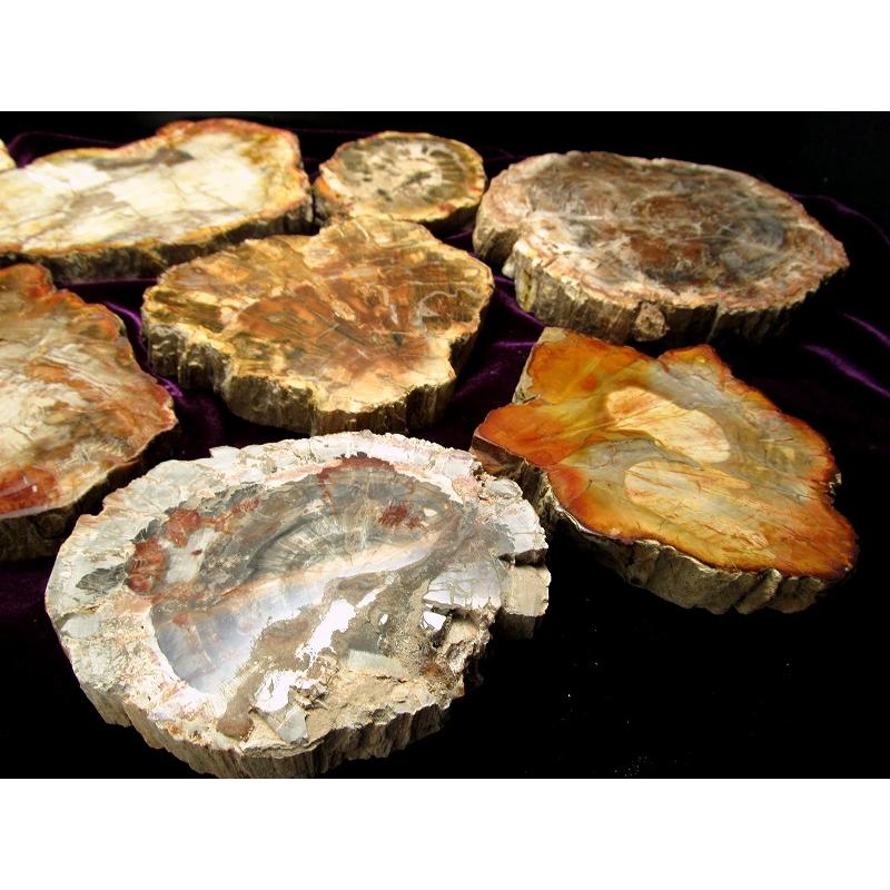 珪化木 ペトリファイドウッド プレート 置物 重さ500g-600g 神秘なる大