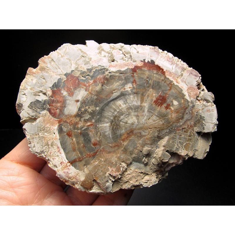 珪化木(ペトリファイドウッド) プレート 置物 重さ470g-500g