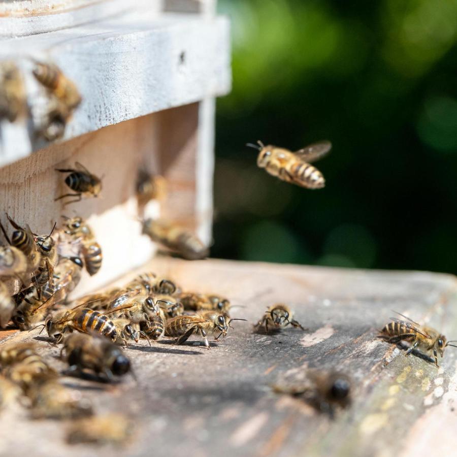 生はちみつ非加熱 無添加 国産 はちみつ 純粋 日本ミツバチ 100％ 鳥取
