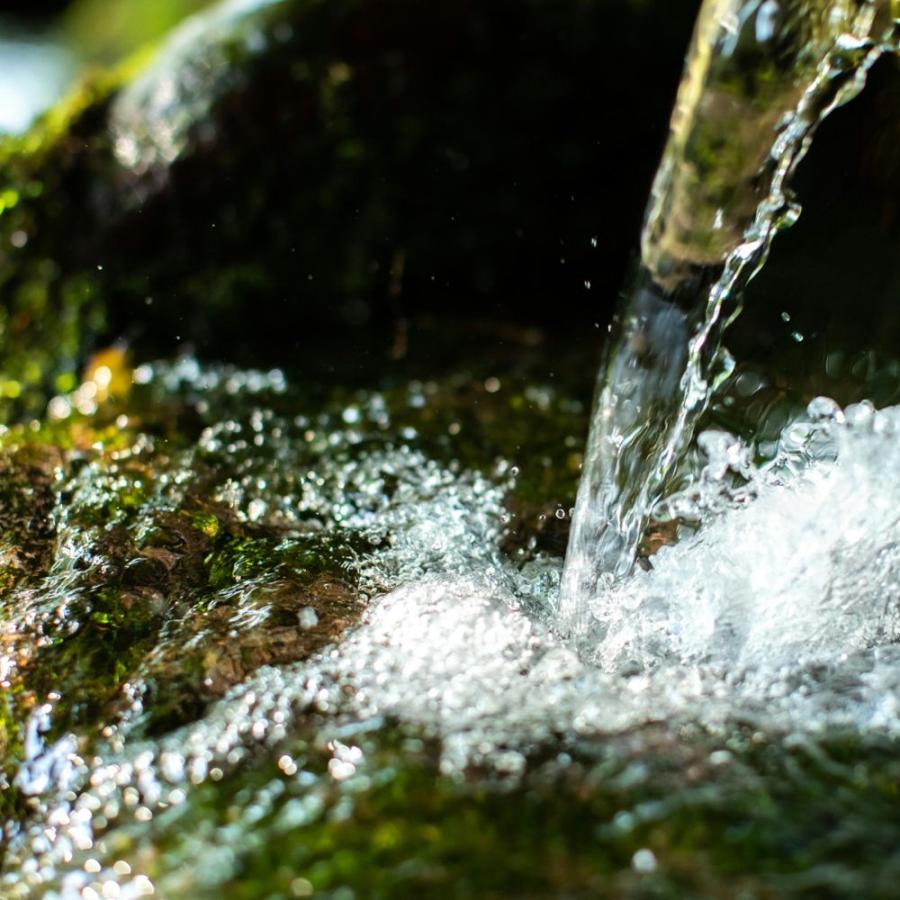 スプラウトニンニク 国産 ホワイト６片 170ｇすぷらうと 発芽 にんにく ガーリック 芽も根も全部食べられる 臭いが残らない |  | 15