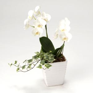 モンソーポット ミディファレノ G グラン お返し ギフト 2025 プレゼント お返し 御歳暮 お歳暮 夏ギフト |  | 01