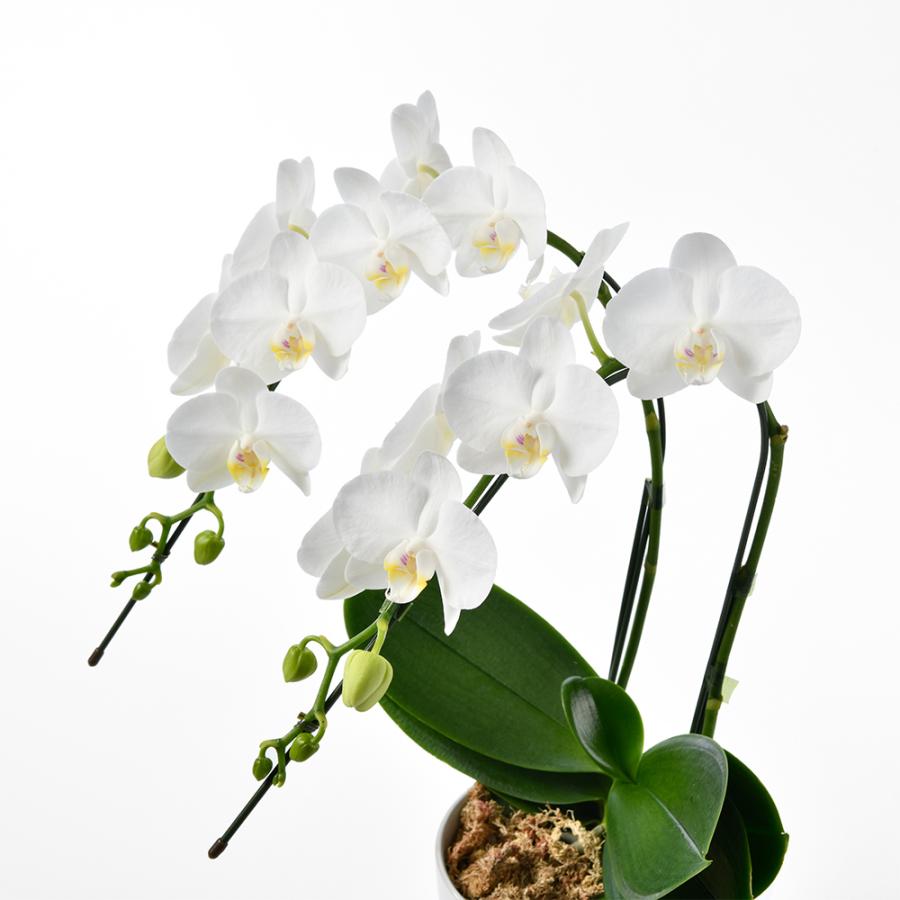 モンソーポット ミディファレノ G グラン お返し ギフト 2025 プレゼント お返し 御歳暮 お歳暮 夏ギフト |  | 02