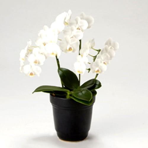 モンソーポット ミディファレノ TG トレグラン お返し ギフト バレンタイン 2024