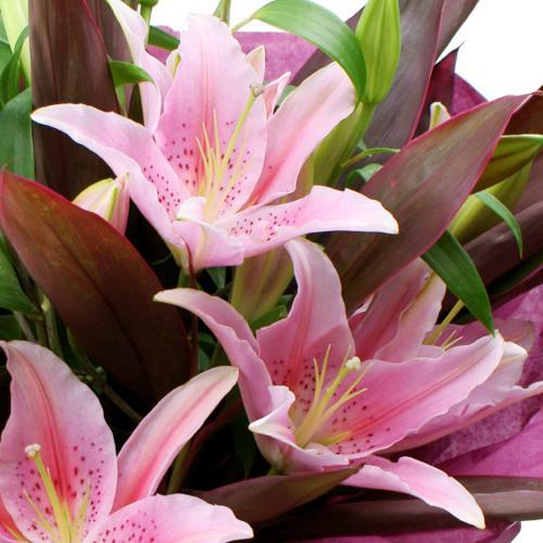 モンソーブーケ フルール ド リス ご入金後1 3日で発送 出荷 土日祝日も対応 代引き不可 お返し ギフト 2025 プレゼント お返し |  | 02