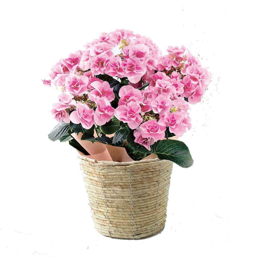 母の日限定品 色移りアジサイ鉢植え フェアリーアイ ピンク Concent コンセント 通販 Paypayモール