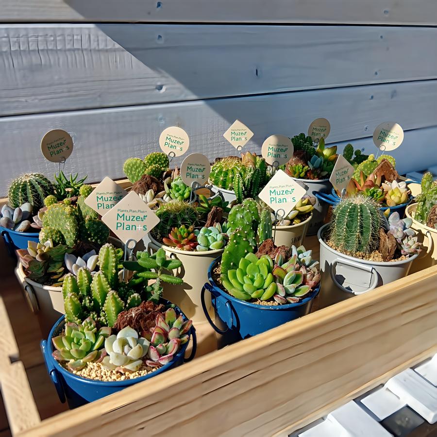 多肉寄せ植え セドナポット インテリア エクステリア 多肉 植物 鉢