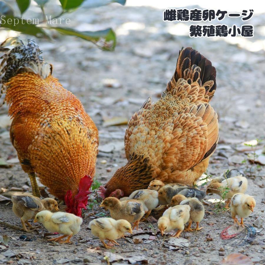 鶏用ケージ ステンレス製 産卵鶏ケージ ロックキャスター付き ゾンチー 卵皿と給水給餌ボウル付きで管理しやすい 頑丈な屋外飼育ケージ_5