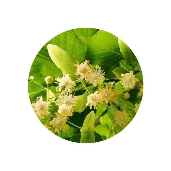 堅実な究極のリンデンブロッサムAbs.（10%希釈）精油 100ml Linden