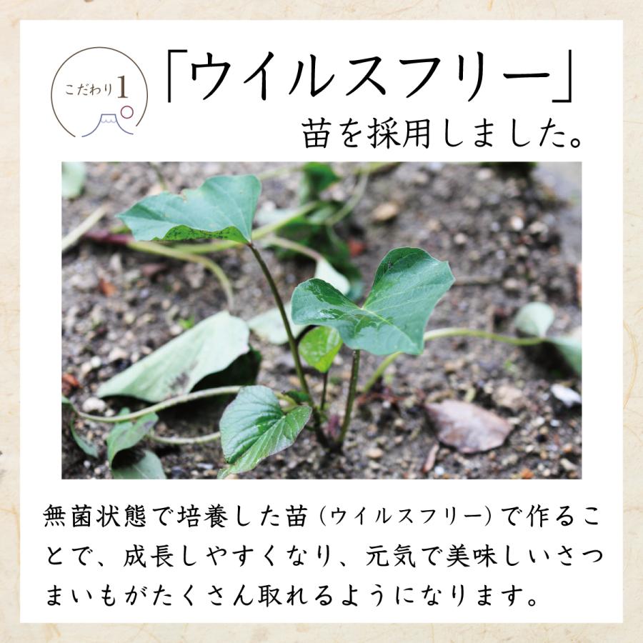 【 訳あり品 】シルクスイート 5kg 千葉県産 ( 不揃い ) 農家直送 さつまいも |  | 06