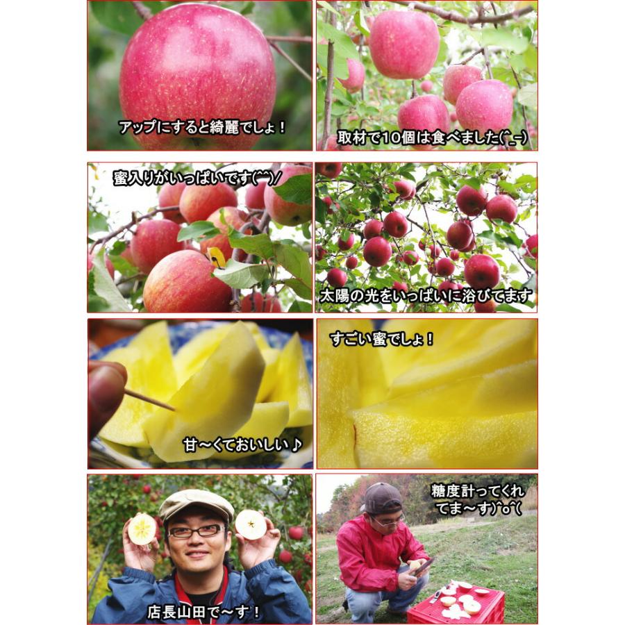 りんご 蜜入り サンふじ 3kg 6〜12玉 口コミ2000件 噂の 長野 信州