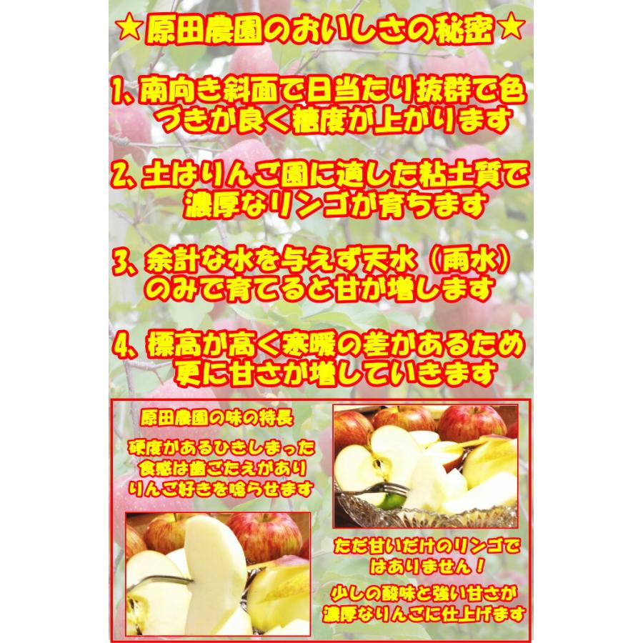 りんご 訳あり シナノスイート 3kg 6〜12玉 家庭用 口コミ2000件 糖度