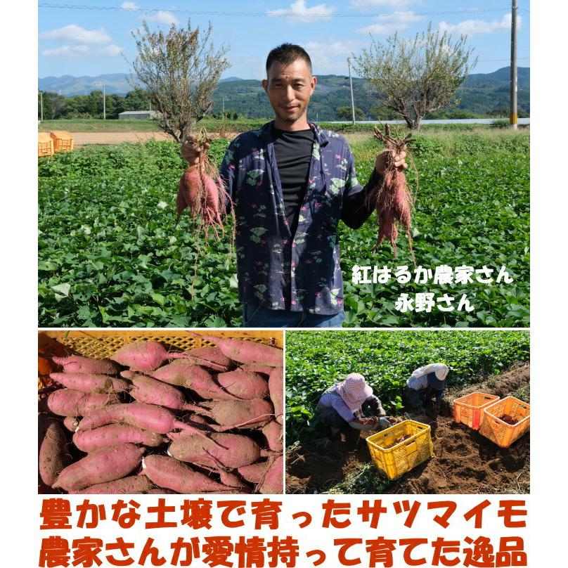 さつまいも 紅はるか 熟成 完熟 5kg 送料無料 熊本 益城町 特別栽培 ねっとり 濃厚 サツマイモ 蔵出し べにはるか 3l〜S サイズ 贈答用 ギフト ホクホク｜cooksanchoku｜06