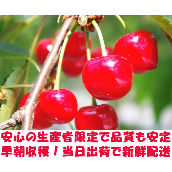 さくらんぼ 紅秀峰 大将錦 お中元 ギフト 500g 2l - 3l 大玉