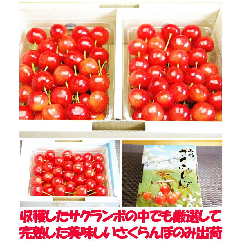 さくらんぼ 紅秀峰 大将錦 お中元 ギフト 500g 2l - 3l 大玉