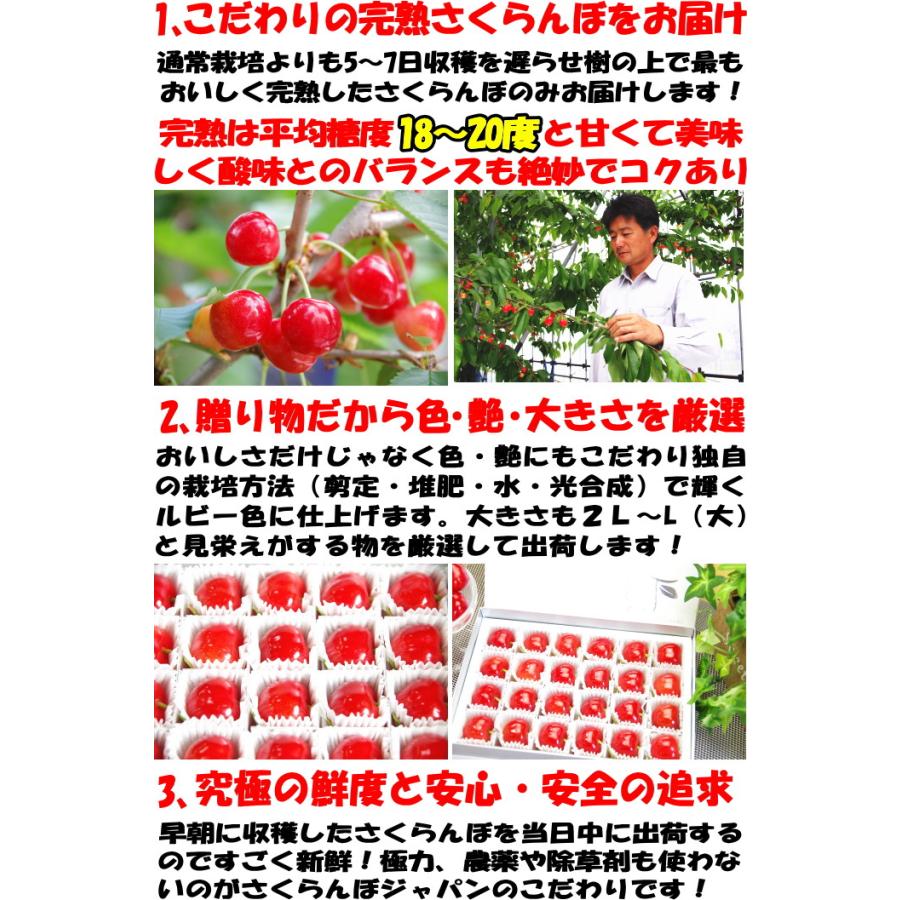 冷蔵配送】 さくらんぼ 500g l- 2l- 3l 紅秀峰 佐藤錦 大将錦 紅王