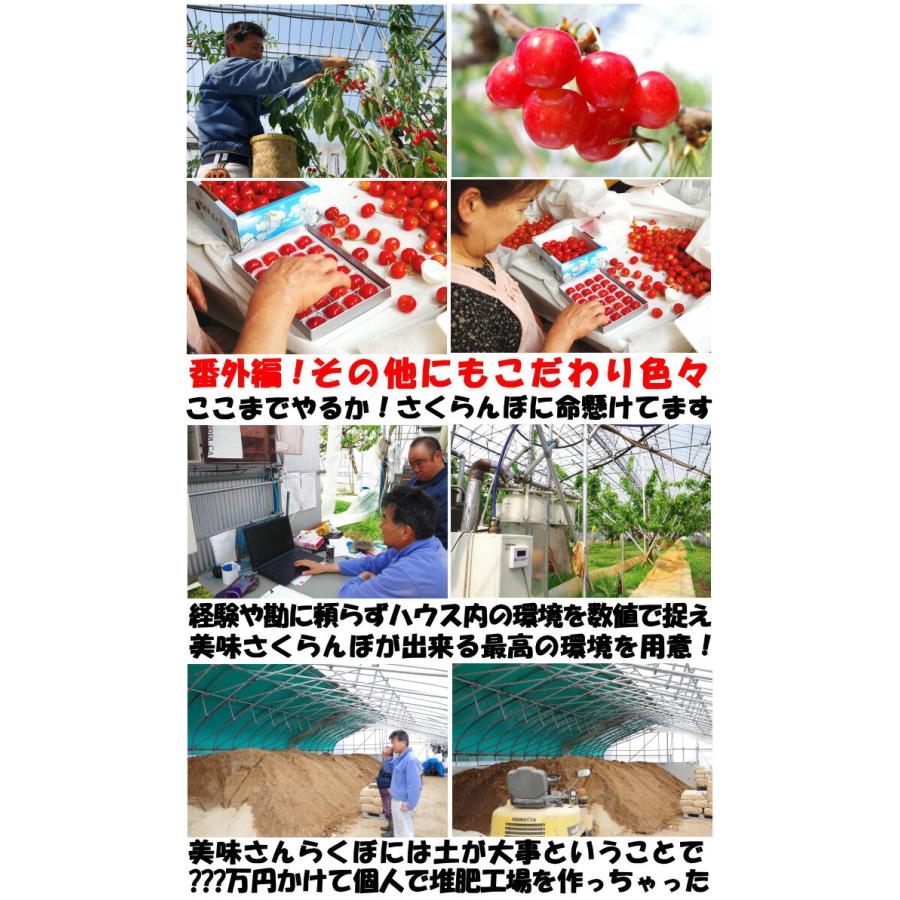 冷蔵配送】 さくらんぼ 500g l- 2l- 3l 紅秀峰 佐藤錦 大将錦 紅王