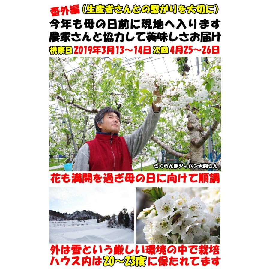 冷蔵配送】 さくらんぼ 500g l- 2l- 3l 紅秀峰 佐藤錦 大将錦 紅王