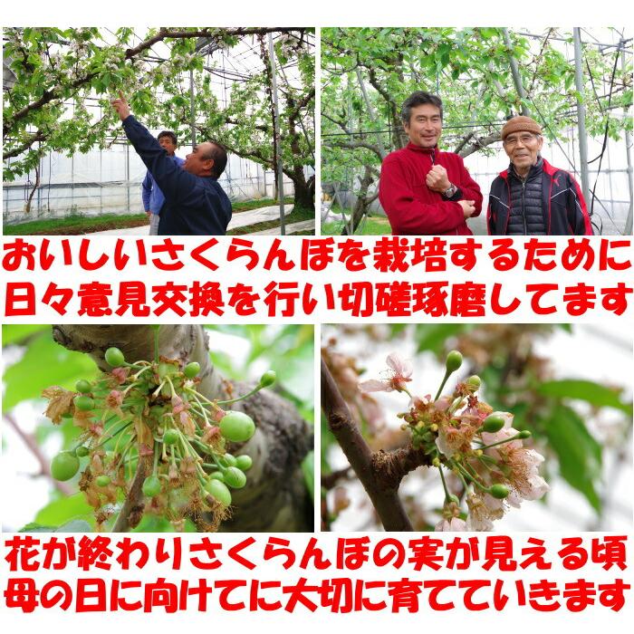 冷蔵配送】 さくらんぼ 500g l- 2l- 3l 紅秀峰 佐藤錦 大将錦 紅王