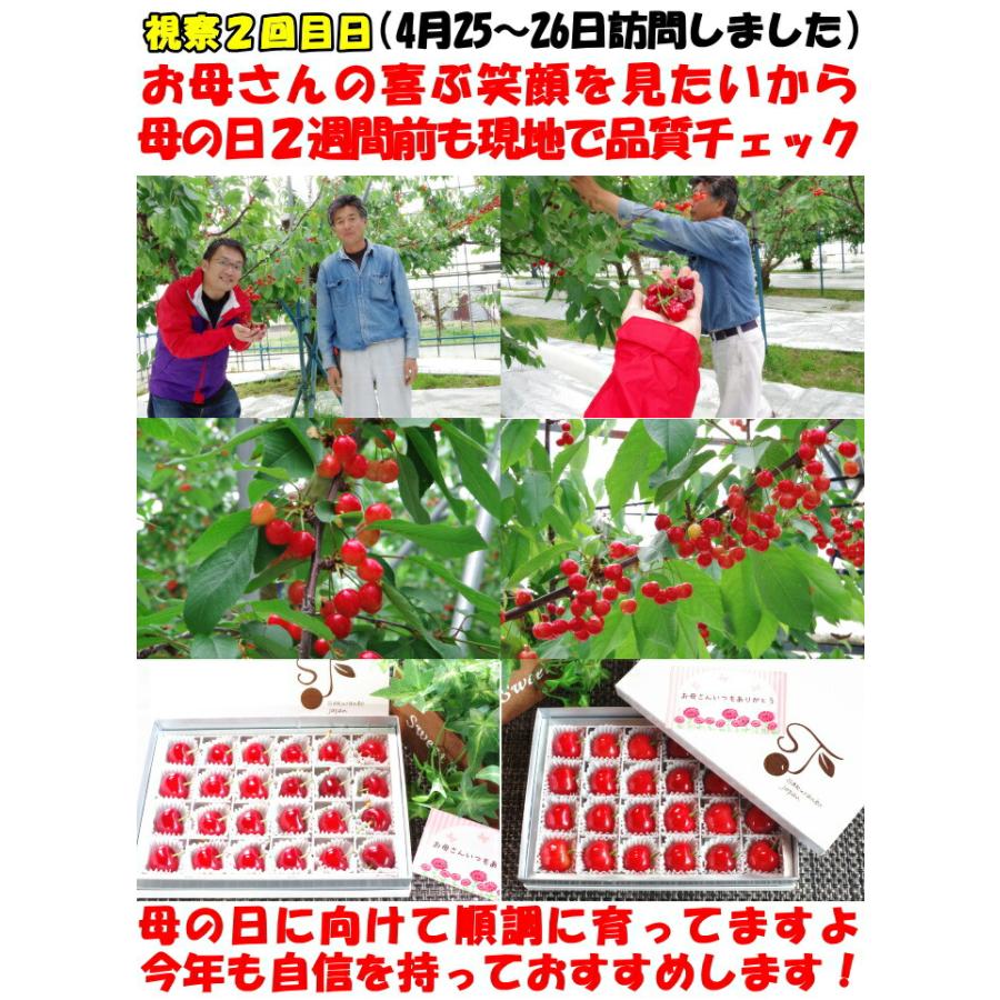 冷蔵配送】 さくらんぼ 500g l- 2l- 3l 紅秀峰 佐藤錦 大将錦 紅王