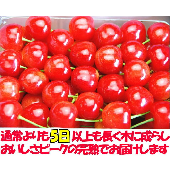 冷蔵配送】 さくらんぼ 500g l- 2l- 3l 紅秀峰 佐藤錦 大将錦 紅王